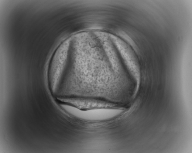 X0000089701475200707201730