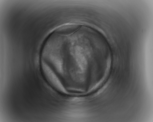 X0000089701506200707201730