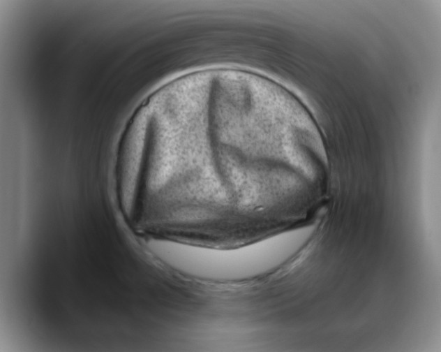 X0000089701534200707201730