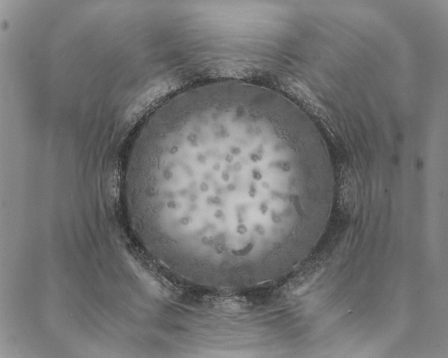 X0000089710683200706211344