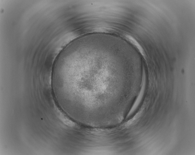 X0000089710938200706211340