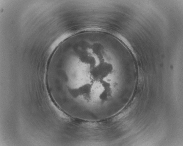 X0000089711245200706211335