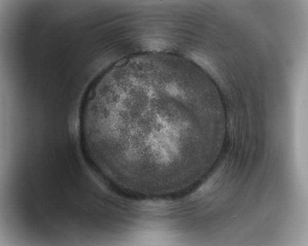 X0000089710630200707051702