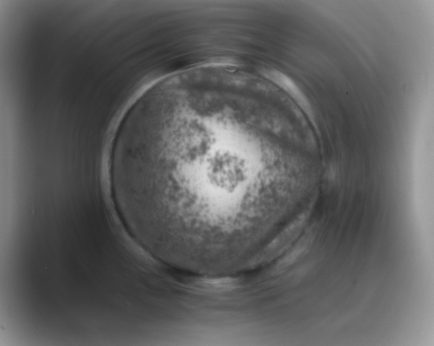 X0000089711243200707051656