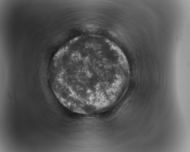 X0000089711297200707201752