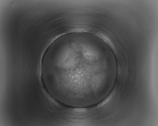 X0000089720844200706281529