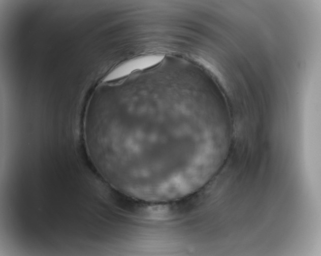 X0000089720353200707051724