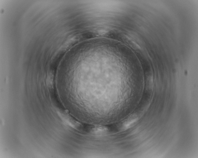 X0000089730274200706211441