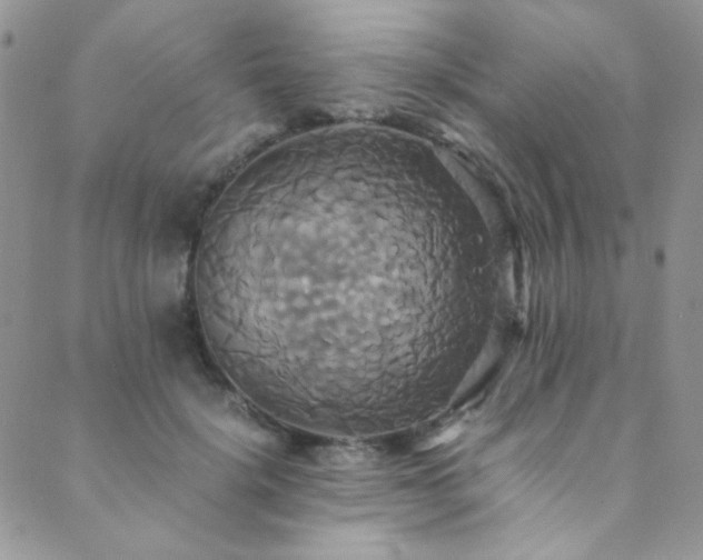 X0000089730652200706211435