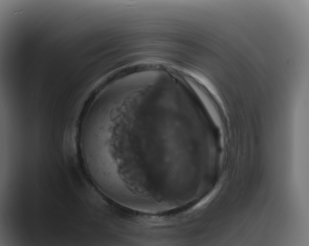X0000089730783200706281548