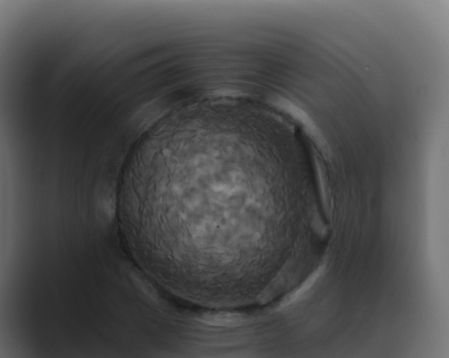 X0000089730833200706281548