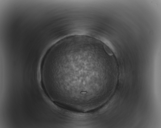 X0000089731080200706281545