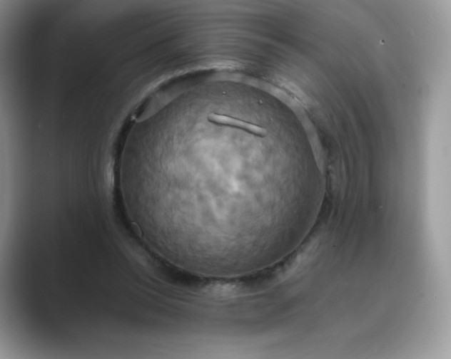 X0000089730350200707051743