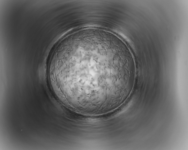 X0000089730933200707051736