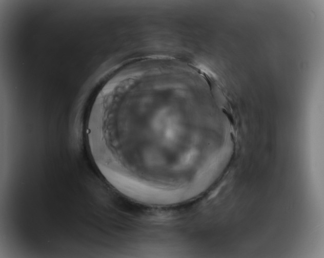 X0000089730343200707121453