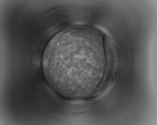 X0000089730833200707121447