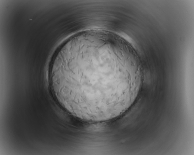 X0000089731078200707121445