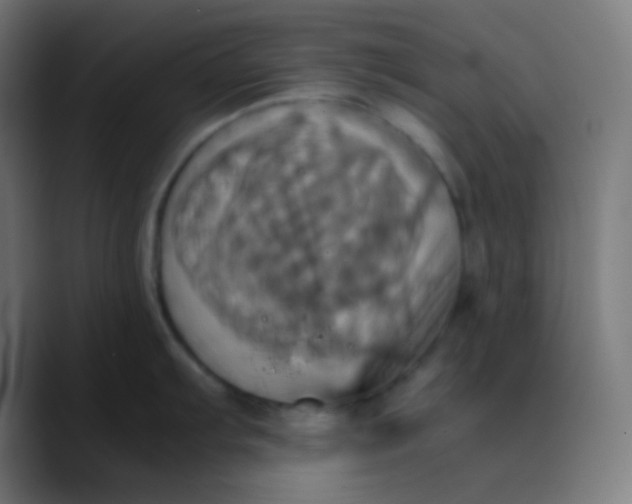 X0000089731103200707121444