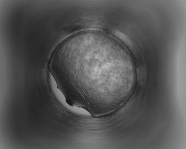 X0000089731260200707121443