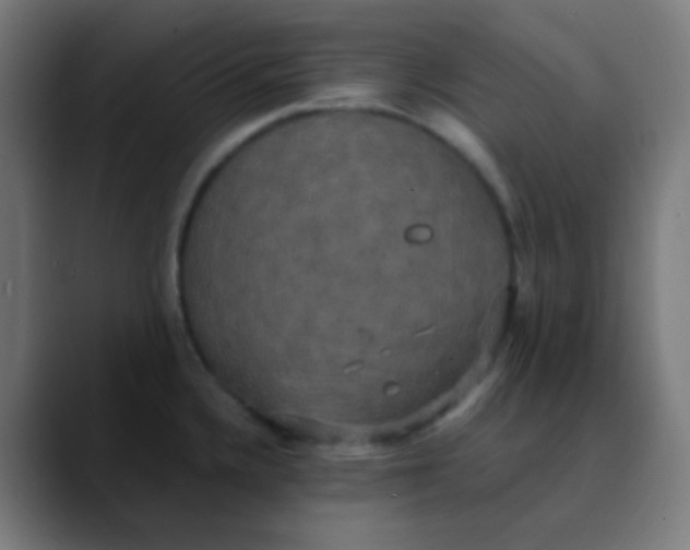 X0000089731336200707121442