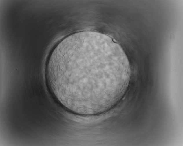 X0000089730006200707201850