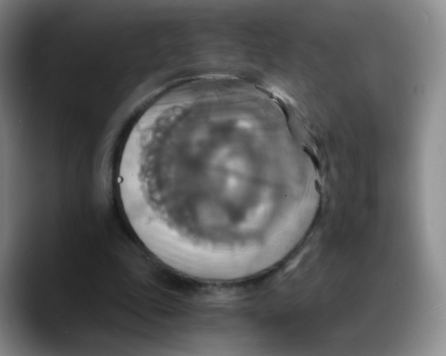 X0000089730343200707201846