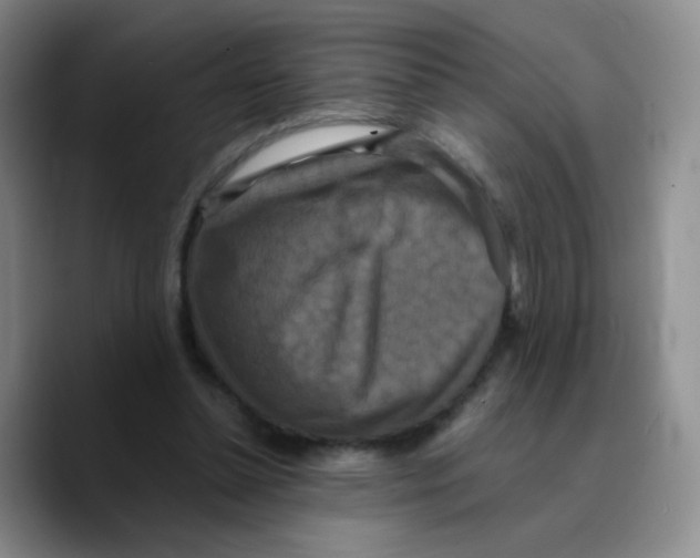 X0000089730348200707201846