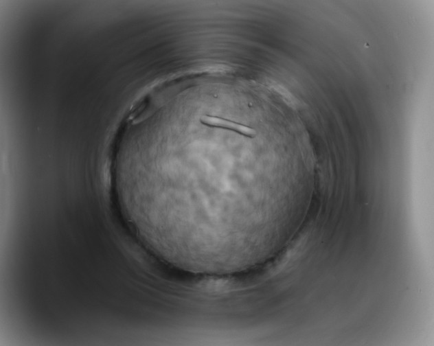 X0000089730350200707201846