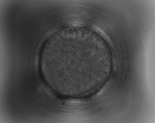 X0000089740250200707121512