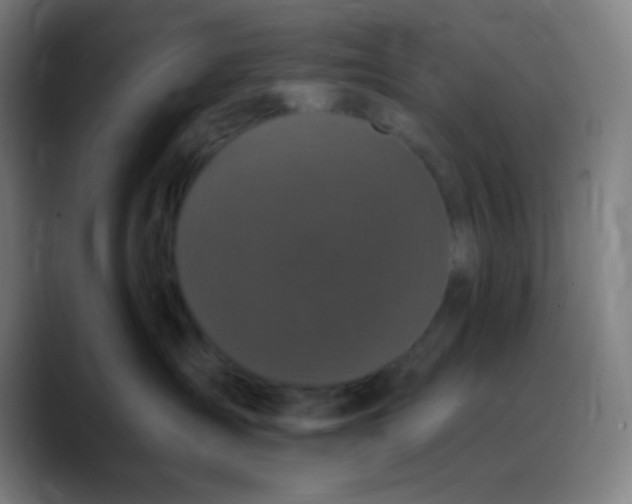 X0000089740431200707121510