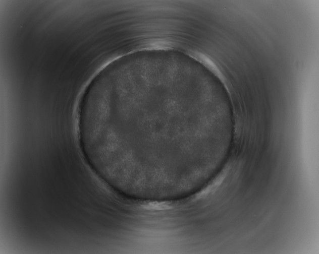 X0000089740835200707121506