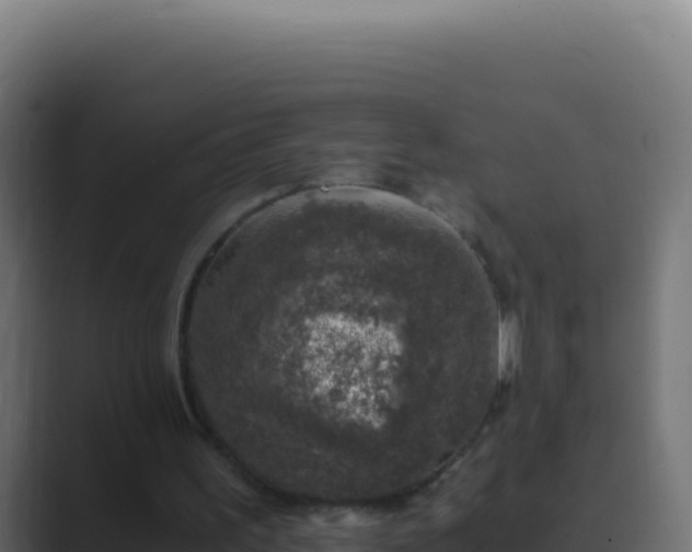 X0000089750195200706281631