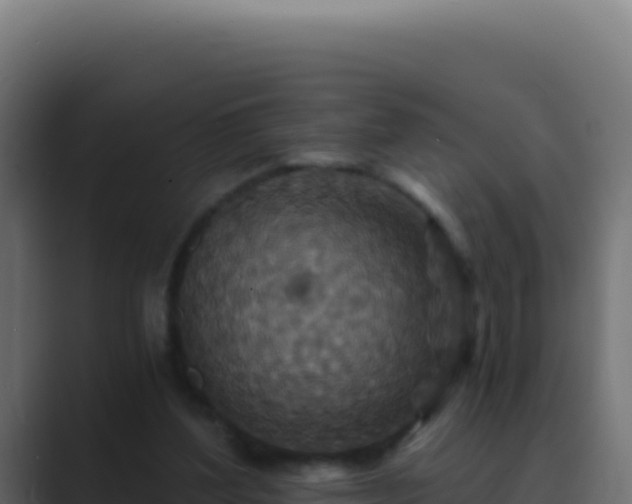 X0000089750204200706281631