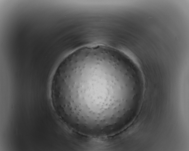 X0000089761104200706281639