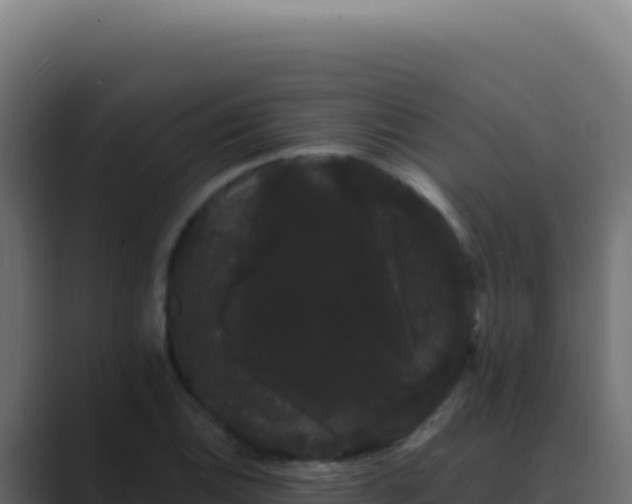 X0000089761124200706281639