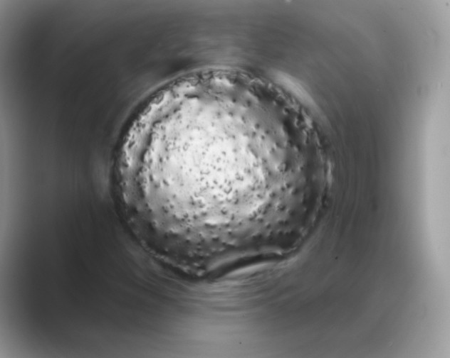 X0000089761260200707051827