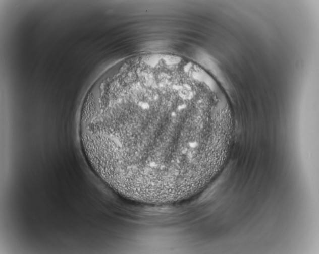 X0000089761386200707201933