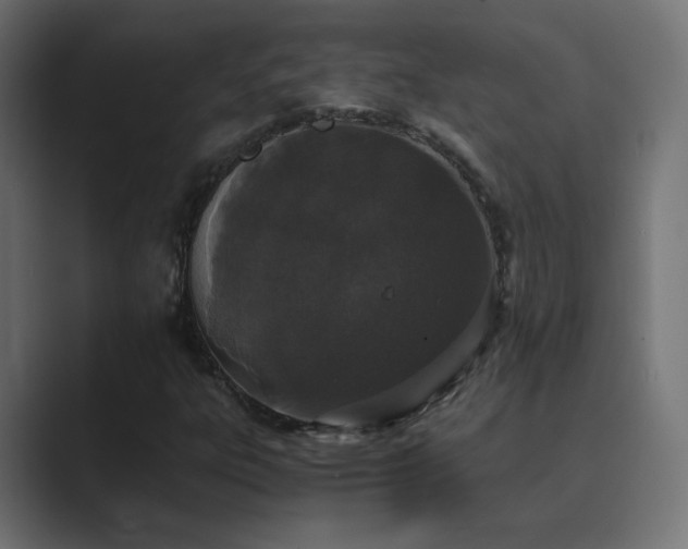 X0000089831303200706281204