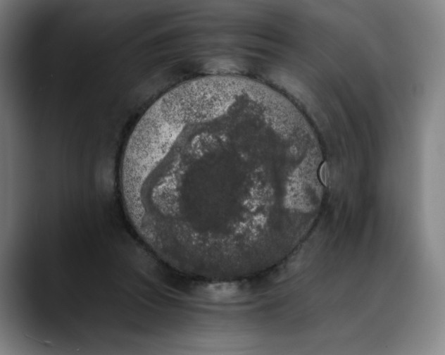 X0000089830353200707121645