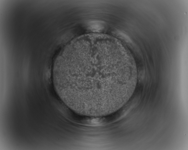 X0000089830365200707121645