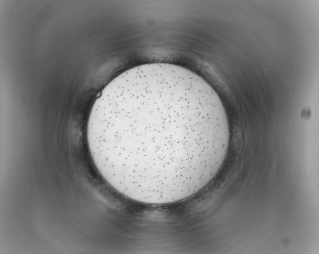 X0000089830259200707262030