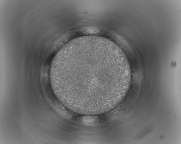 X0000089830373200707262029