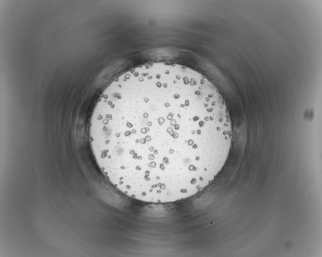 X0000089830381200707262029