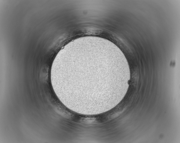 X0000089830554200707262026