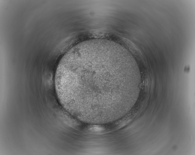 X0000089830610200707262025
