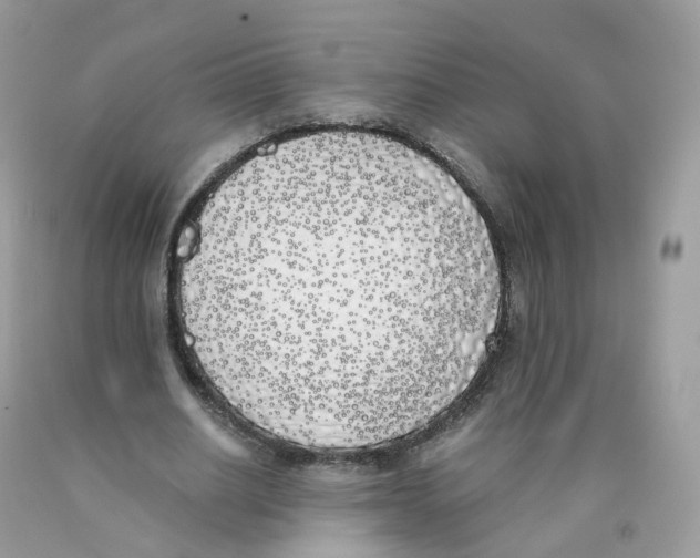 X0000089830630200707262024