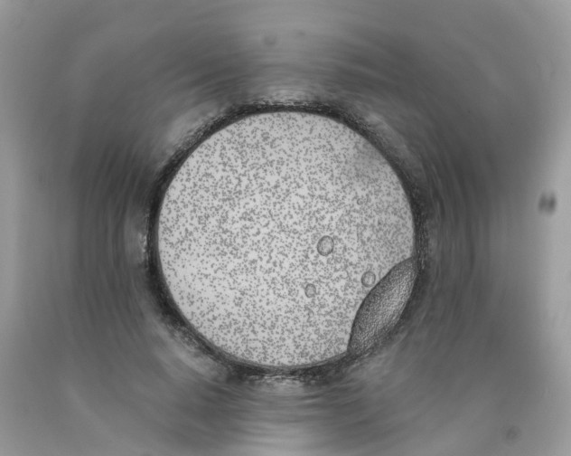 X0000089830640200707262024