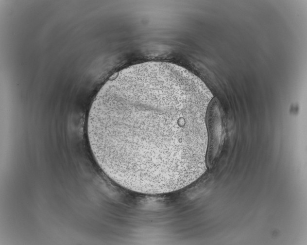 X0000089830664200707262025