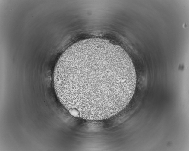 X0000089830707200707262024