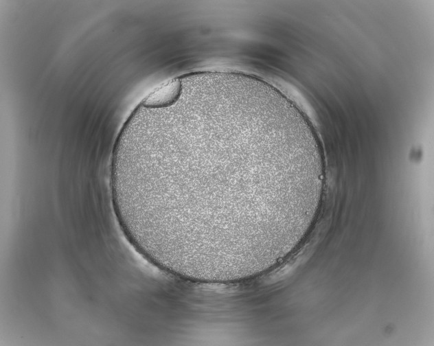 X0000089830855200707262022